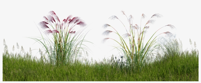 Sweet Grass, transparent png #4055532