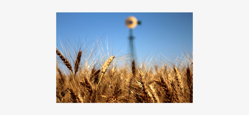Wheat Grower Breaches 200-bushel Barrier In 2018 Wheat - Wheat, transparent png #4055626