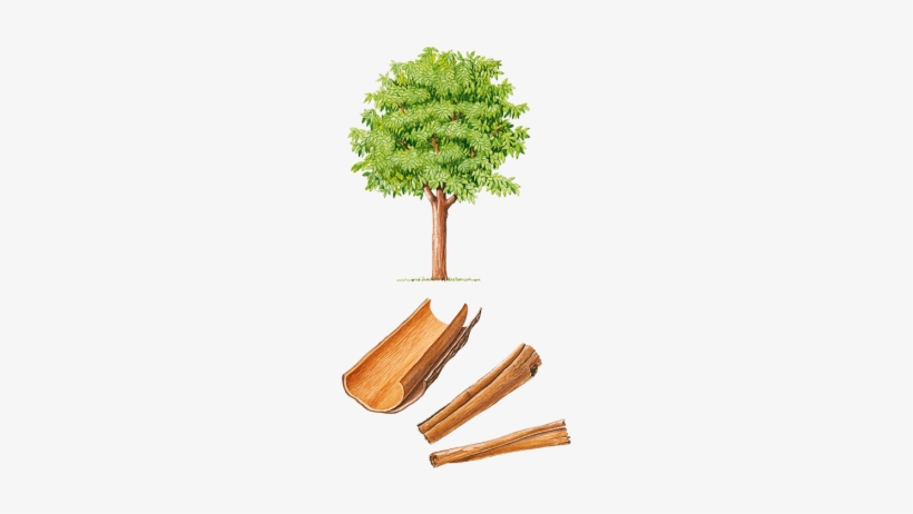 Cannelier De Ceylan Arbre, transparent png #4056227