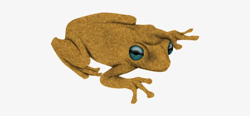 Rana - Bufo, transparent png #4056547