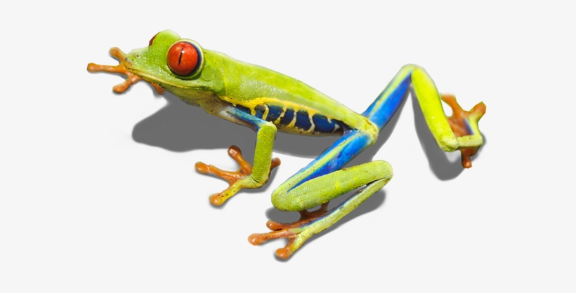 Rana Calzonuda - Indian In His Wigwam - Or Characteristics, transparent png #4056688