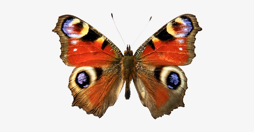 Las Mariposas Obtienen Sus Colores De Dos Fuentes Diferentes - Red Admiral Butterfly Drawing, transparent png #4057434
