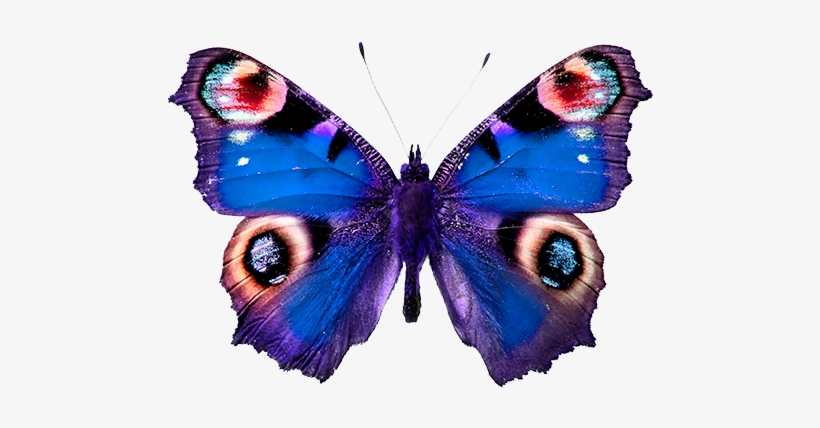 Las Mariposas Obtienen Sus Colores De Dos Fuentes Diferentes - Peacock Butterfly, transparent png #4057476
