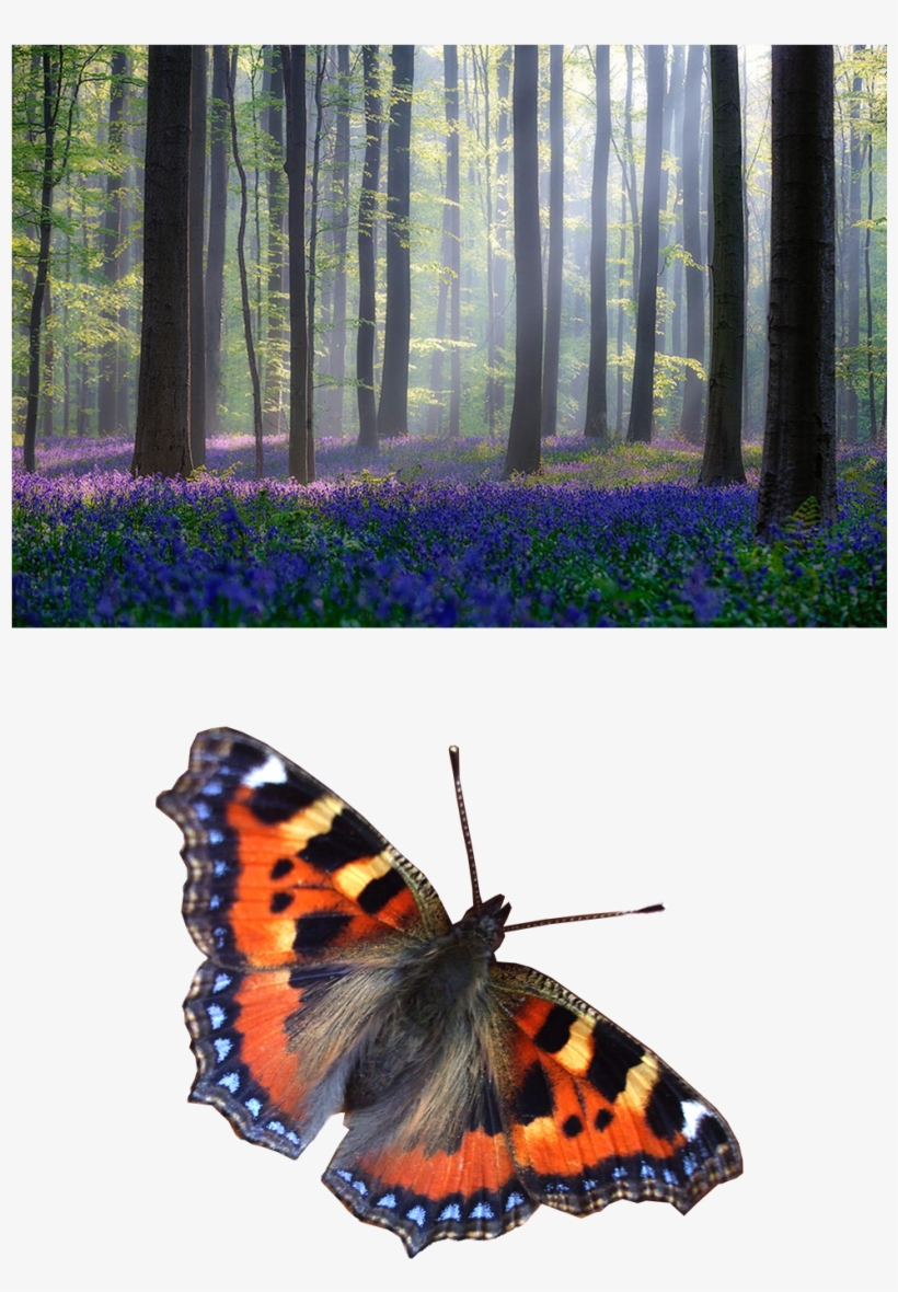 Cosmos Simbológico Dentro De La Vestimenta Natural - Adrian Popan Canvas Wall Decor Prints - Bluebells, transparent png #4057598