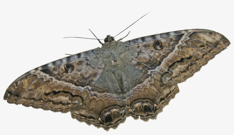 Mariposa - Mariposa Nocturna Del Pino, transparent png #4057705