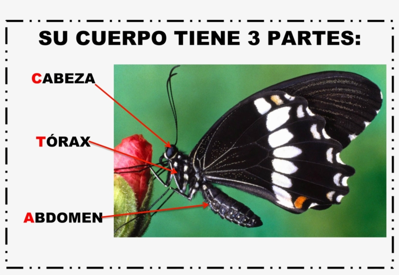 ¿cuánto Sabemos - Projapoti Hd, transparent png #4058035