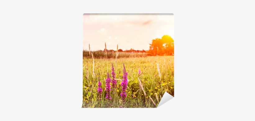 Prince Of Wales Feathers, transparent png #4058364