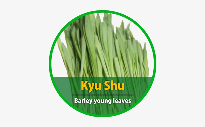Kyushu Barley Young Leaves - Artificial Turf, transparent png #4059773