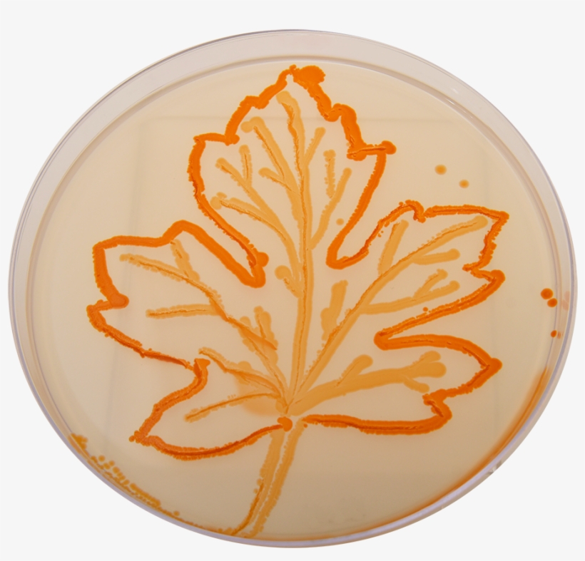 Leaf - Circle, transparent png #4059890