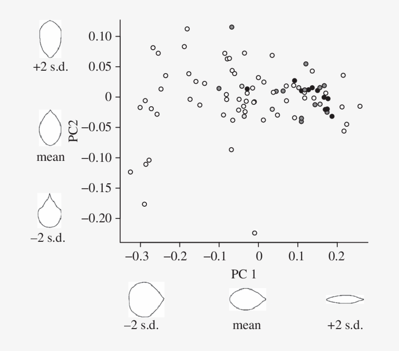 Principal Components Analysis Of Elliptical Fourier - Diagram, transparent png #4060090