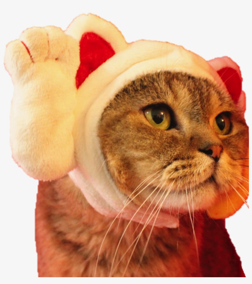 Japanese Lucky Cat Fortune Kitty Pet Dog Costume Hat - Cat, transparent png #4060212