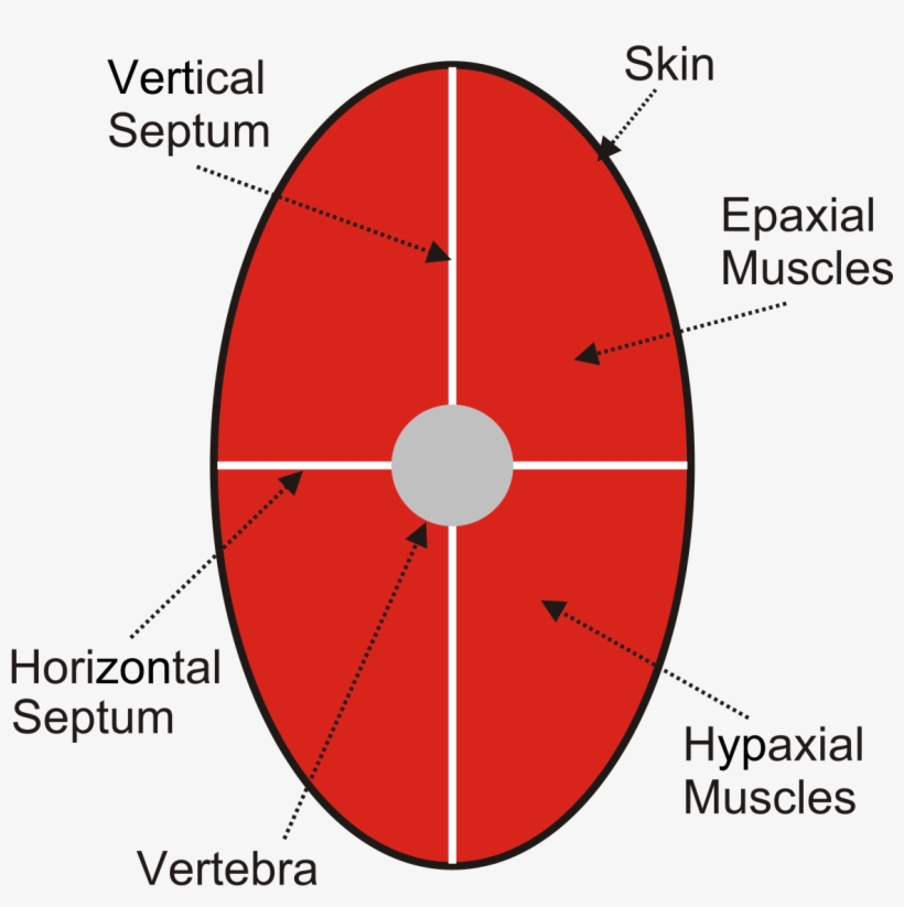 Muscle, transparent png #4062083