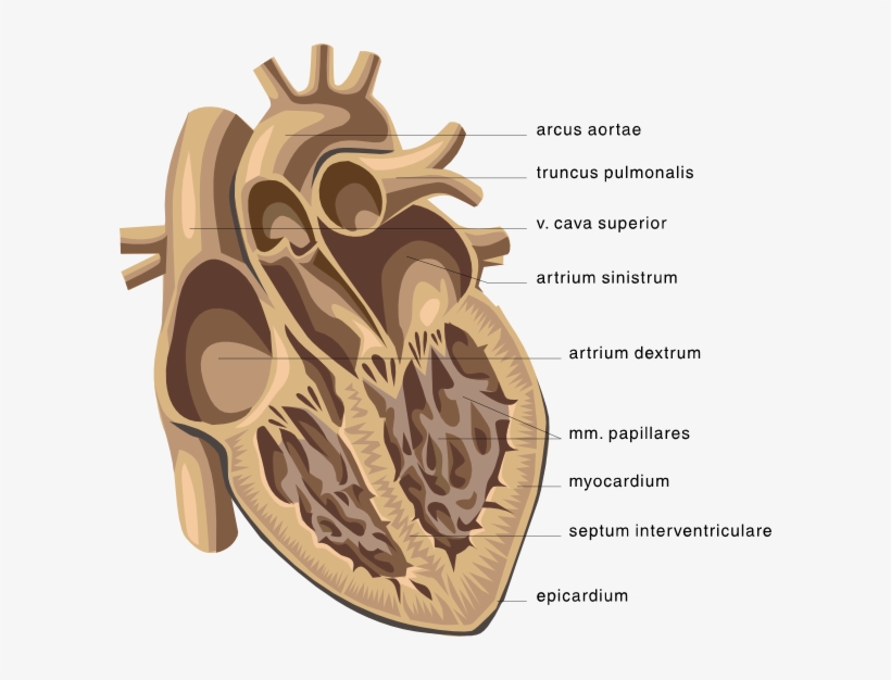 Picture Clipping Of Cardiology - Open Human Heart Drawing, transparent png #4062106