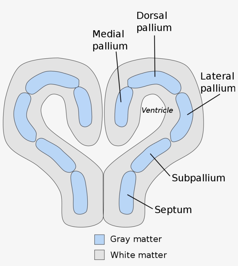 File - Vertebrate Pallium - Svg - Pallium Cerebro, transparent png #4062264