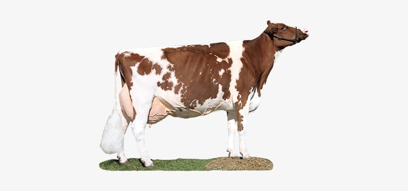 Dairy Cow Transparent Images - Red And White Dairy Cow Breed, transparent png #4062762