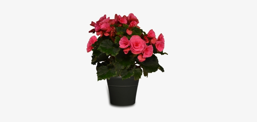 Premium Begonia - Watering Can, transparent png #4063671