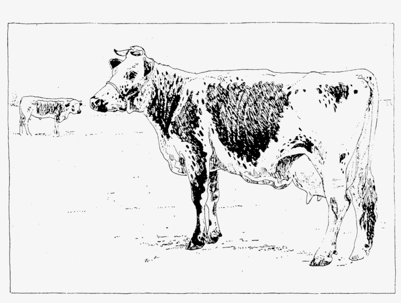 Lineback Cattle - Dairy Cow, transparent png #4063807