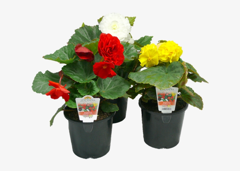 1 - 3l Begonia - Begonia Tuberous - Begonia Bunnings, transparent png #4063809