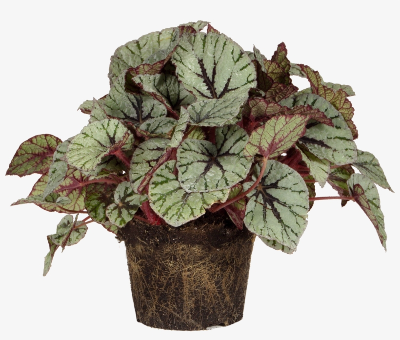 Begonia Rex, transparent png #4063859