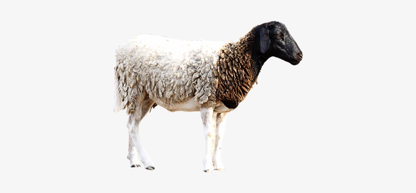 Dairy Farming Kenya Buy Dairy Cows, Beef, Sheep, Goats, - Kenya, transparent png #4064012