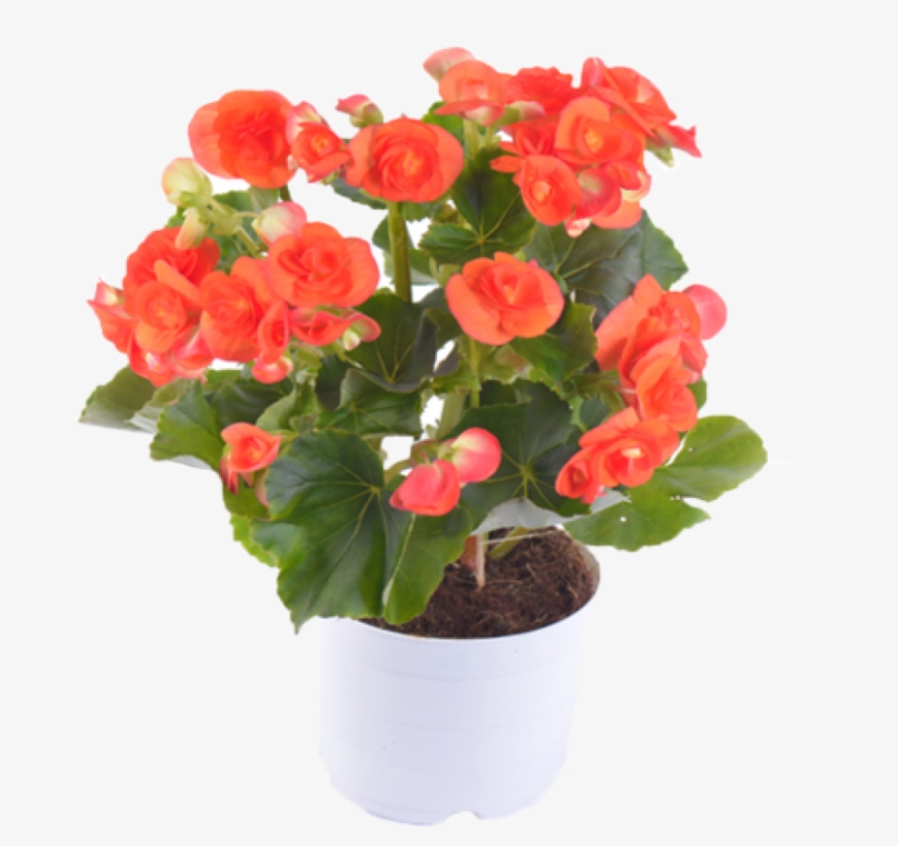 Botanical Name - Hawaiian Hibiscus, transparent png #4064014