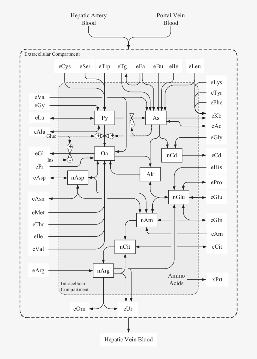 Flow Diagram Of The Model Of Liver Metabolism In The - Diagram, transparent png #4064035