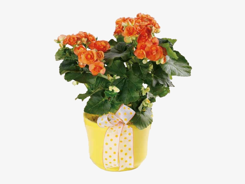 Beguiling Begonia - Bukiet Pomarańczowych Róz, transparent png #4064055