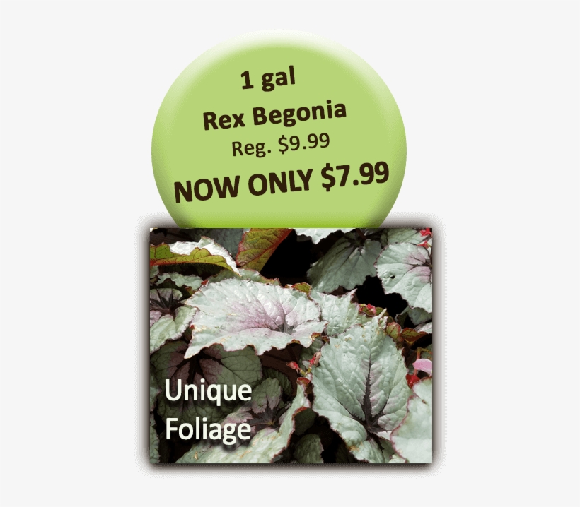 1 Gal Rex Begonia - Begonia, transparent png #4064076