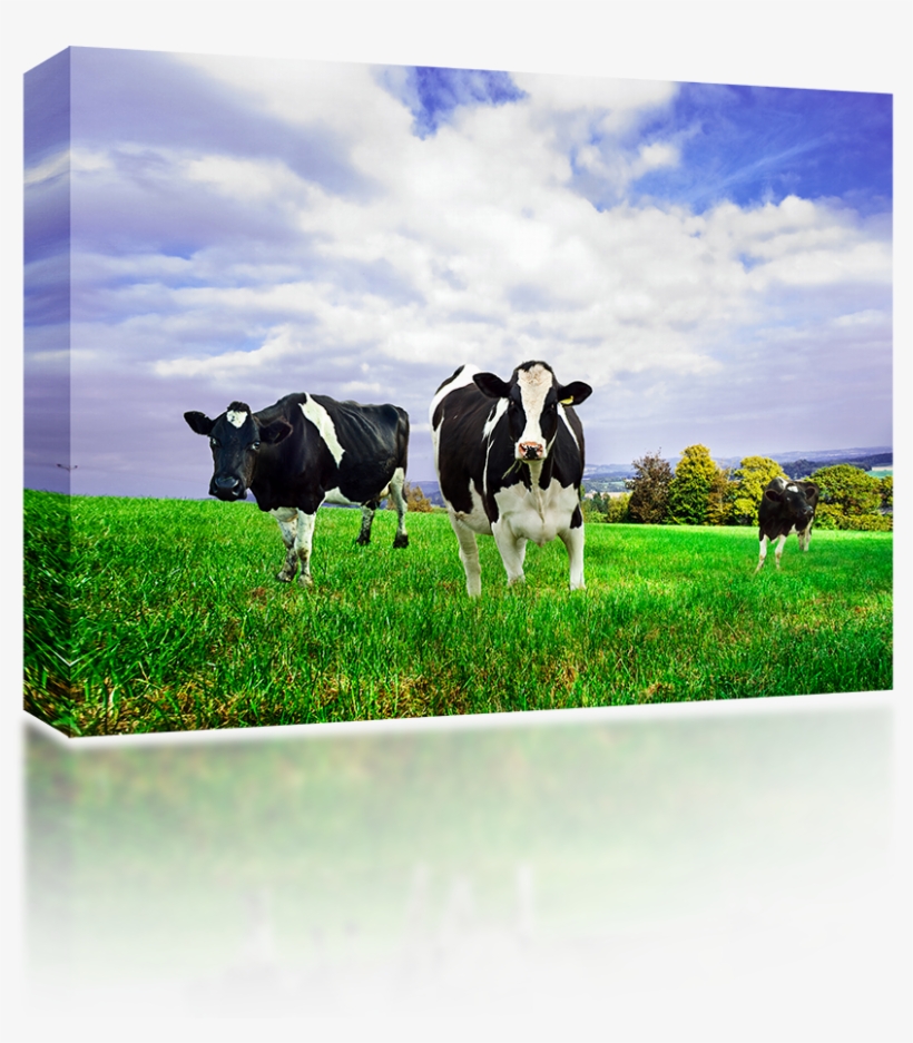 Friesian Holstein Dairy Cows - New Zealand Cow Milk, transparent png #4064105