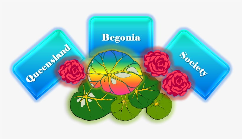 Queensland Begonia Society Logo - Begonia, Queensland, transparent png #4064130