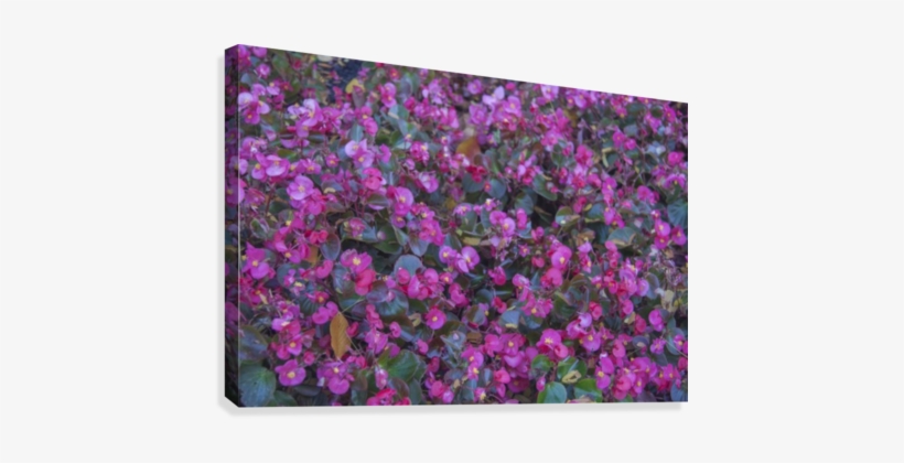 Bubble Gum Begonia Canvas Print - Canvas, transparent png #4064234
