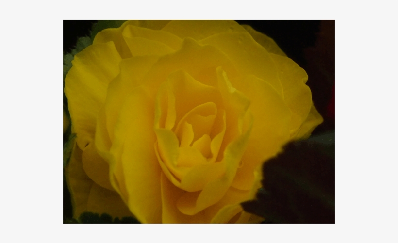Бегония Тубероза- Begonia Tuberosa Begonia - Floribunda, transparent png #4064332