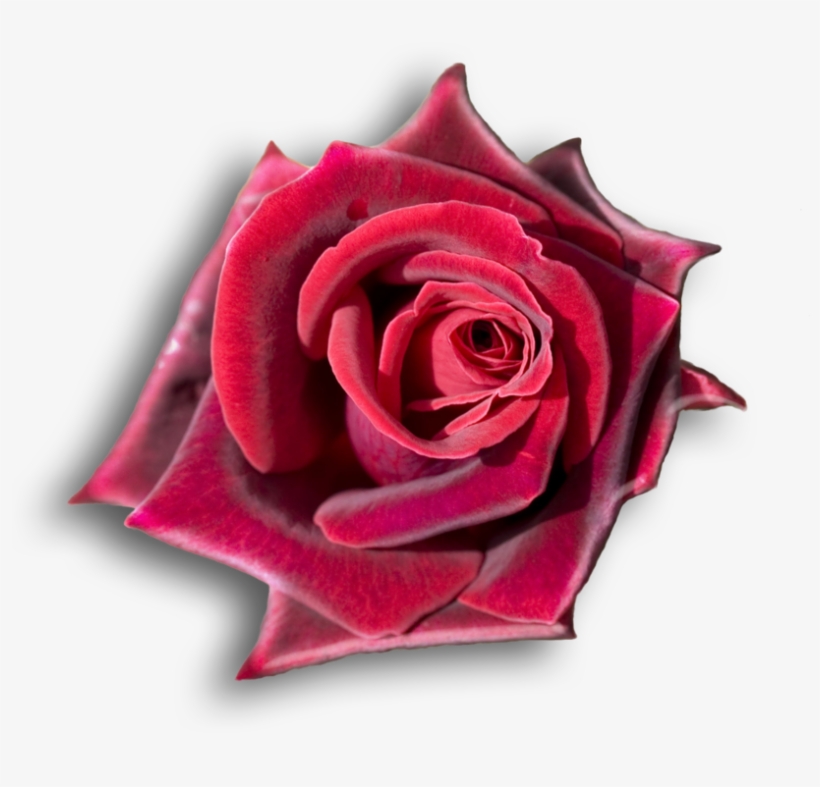 Rojo, Rosas Rojas, Flores, Rosas Hermosas, Girasoles, - Beauty And The Beast, Beauty And The Beast Jewelry,, transparent png #4064514