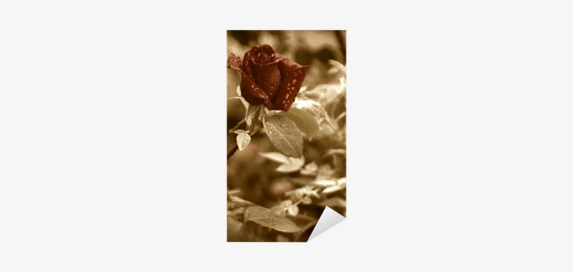 Garden Roses, transparent png #4064569