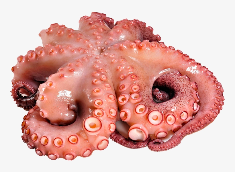 Disfrute De Nuestro Marisco - Octopus Barnacle, transparent png #4064672