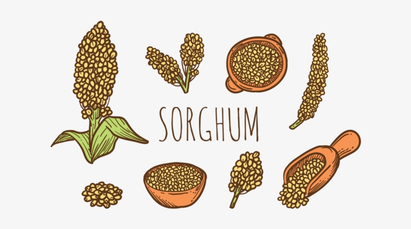 Hand Drawn Sorghum Vectors - Cereales Dibujo Png, transparent png #4064676