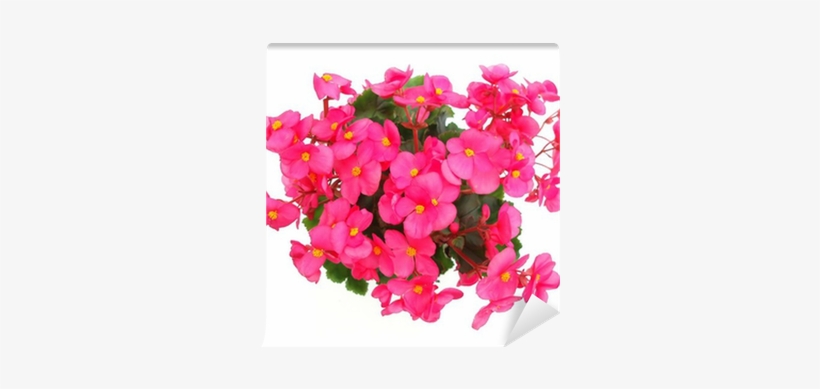 Bougainvillea, transparent png #4064707
