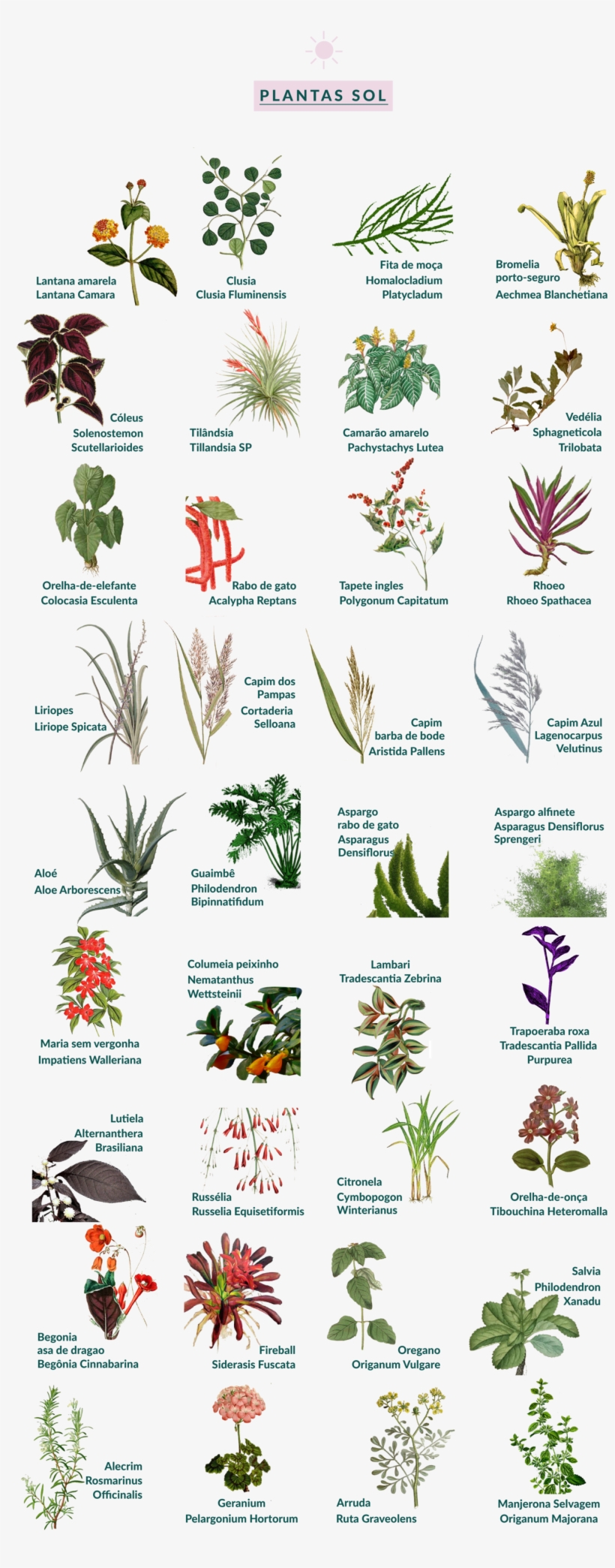 Botânica Movimento 90º - Botany, transparent png #4064781