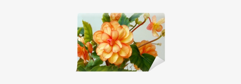 Orange Flowers Of Begonia Pot-plant Wall Mural • Pixers® - Plants, transparent png #4064817