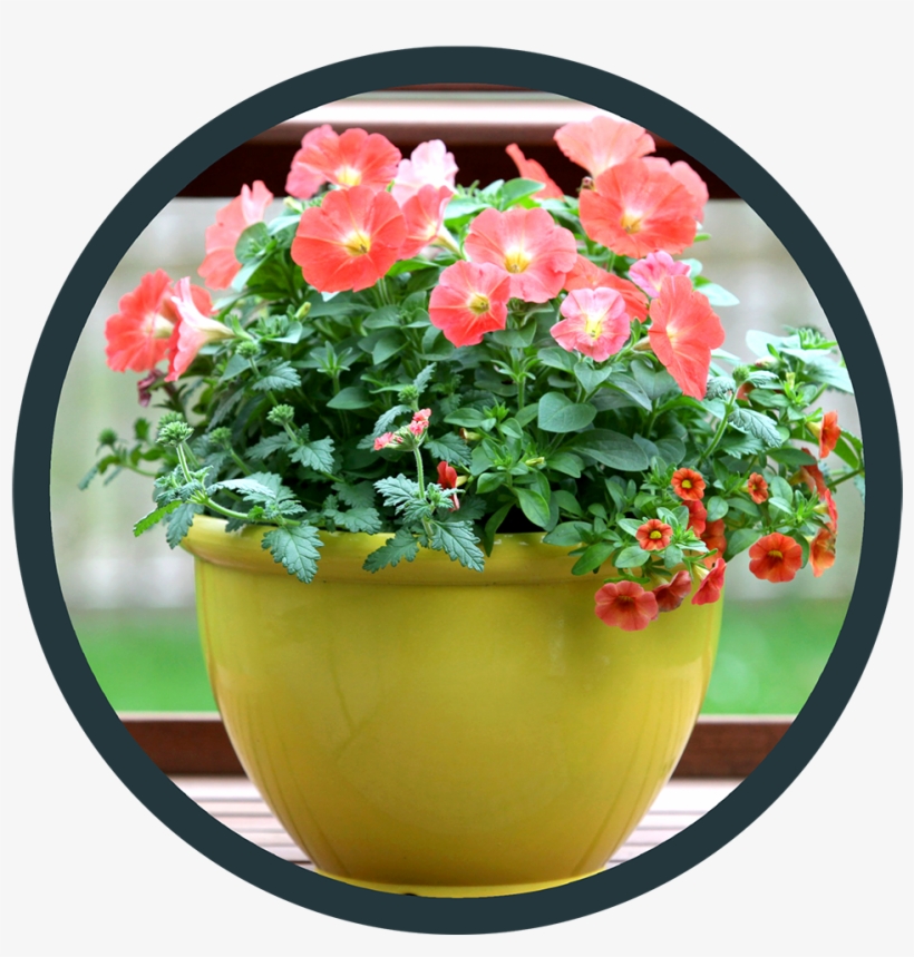 Point Of Purchase - Flowerpot, transparent png #4064829