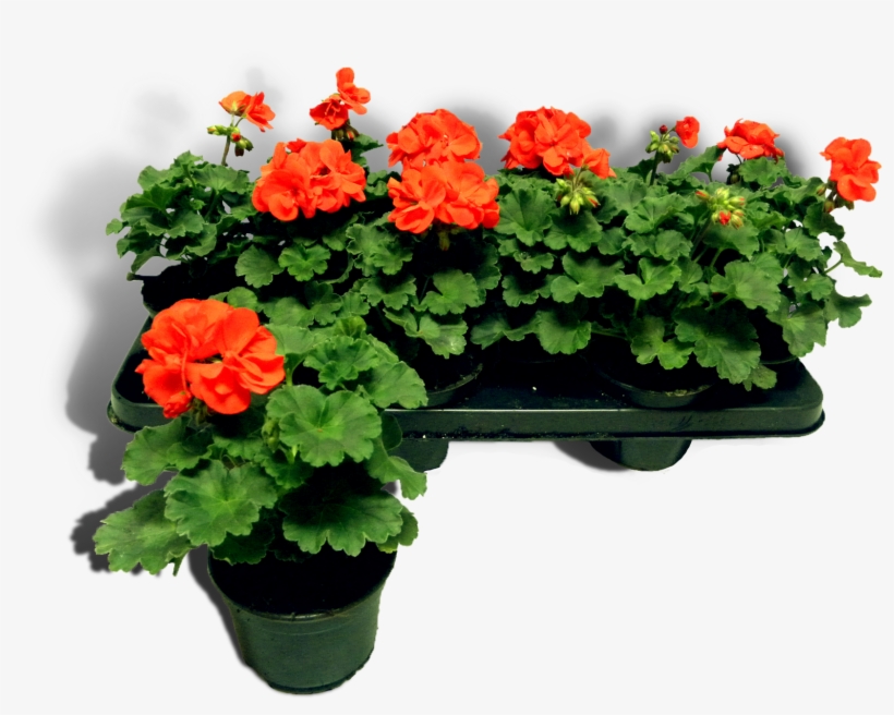Pelargonium - Perkplantjes Png, transparent png #4064911