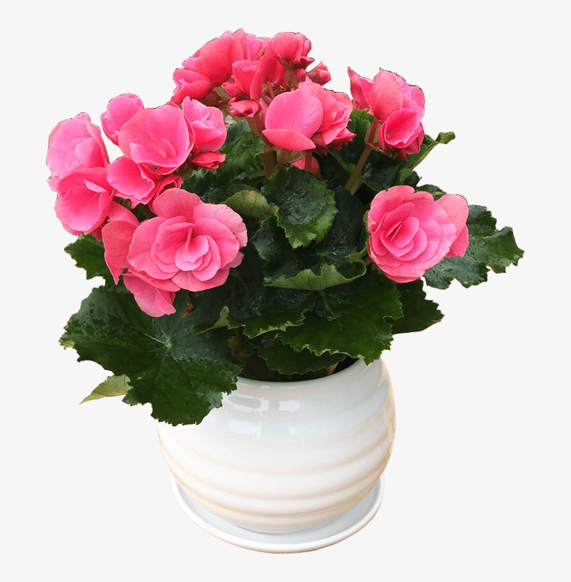 Get Quotations - Garden Roses, transparent png #4064960