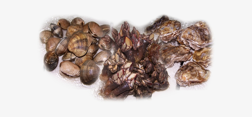 Spide Marisco - Mussel, transparent png #4064988