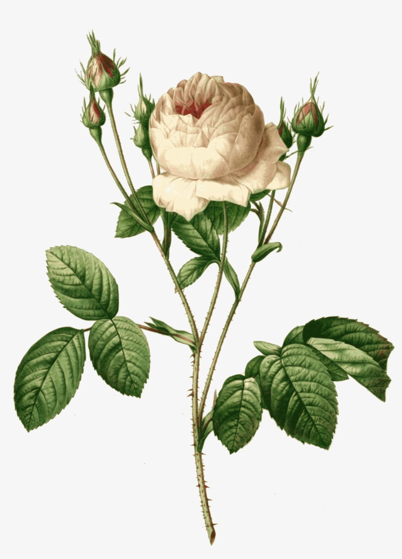 Redoute Rosa Centifolia Carnea Color With Rosa - Giclee Painting: Redouté's Rosa Centifolia Carnea,, transparent png #4064992