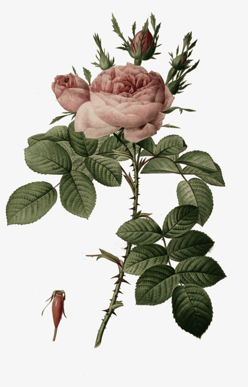 Big Image Png With Rosa - Pierre Joseph Redoute Roses Png, transparent png #4065074