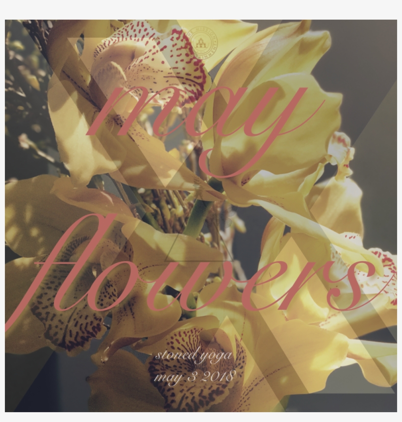 May Flowers, transparent png #4065777