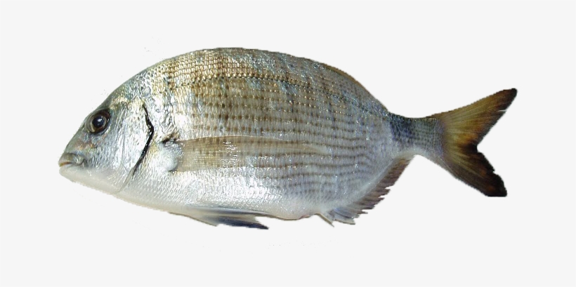Chopa A La Sidra - Chopa Pescado, transparent png #4066445