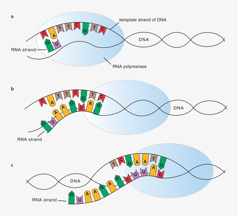 Observa Que Sólo Se Muestran Aquí Las Bases Que Participan - Diagram, transparent png #4066518