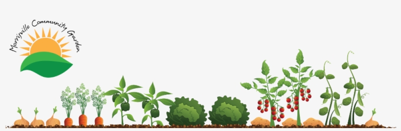 Garden Clipart Community Garden - Vegetable Garden Illustration, transparent png #4066783