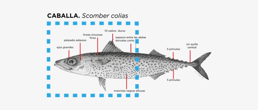 Mackerel Fillets - Pacific Sturgeon, transparent png #4066988